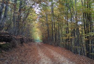 IMG_20241030_172412
