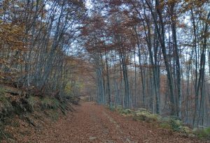 IMG_20241108_165004