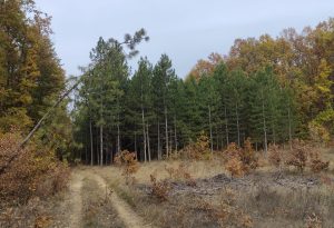 IMG_20241110_123755
